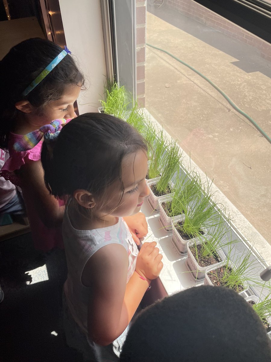 ChristyYowell's tweet photo. K3 scientists love observing, discussing, and comparing their grass! Planted the seeds, provided water and sun, and now they get to watch it grow! We have some green thumbs in our class!#Wilsonway https://t.co/31XmYdyw9o