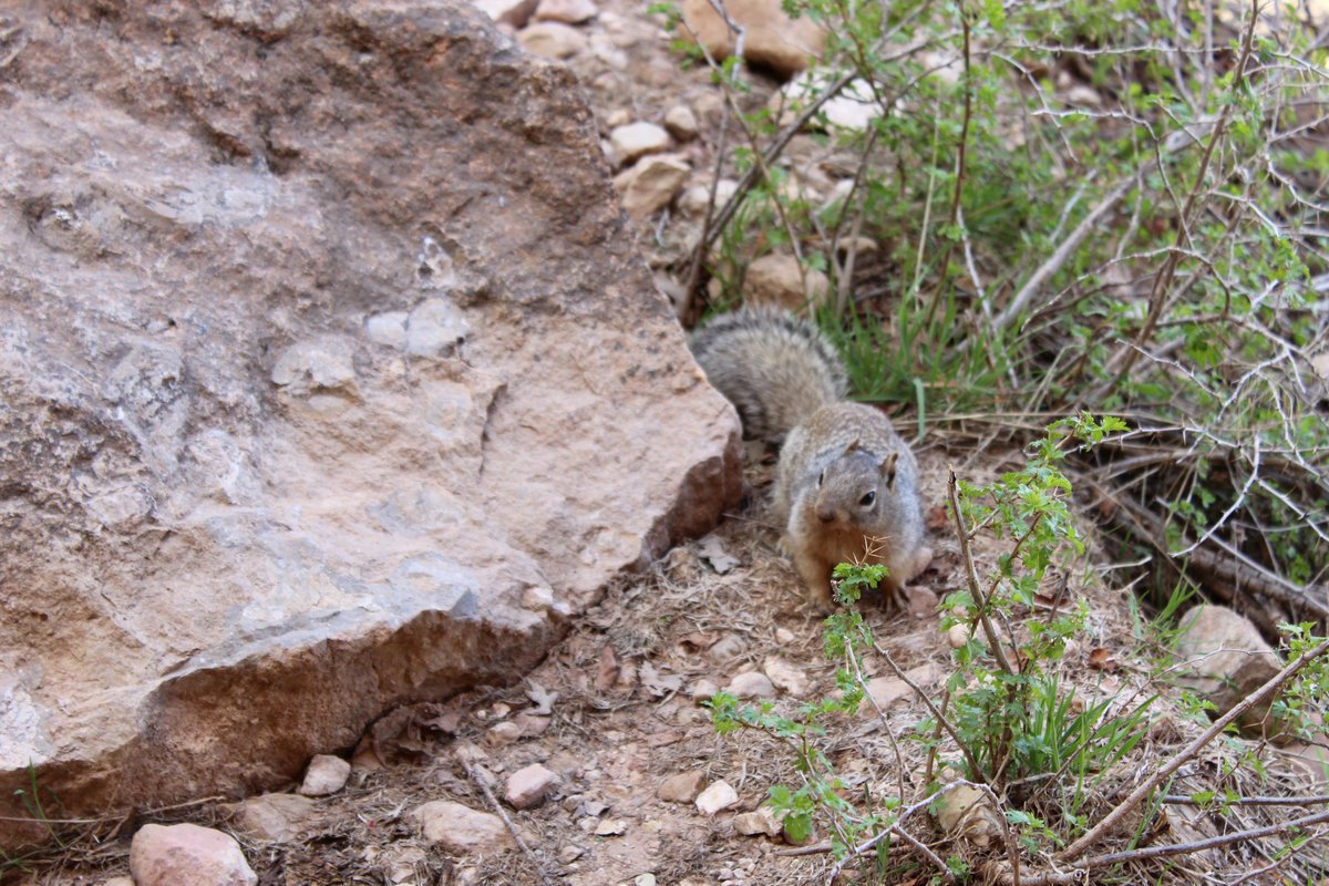 Here's a little rock squirrel along the Bright Angel Trail.  The National Park Service warns visitors to avoid interacting with these little critters since they commonly bite people at Grand Canyon. It's a bad idea to try to feed any wildlife.