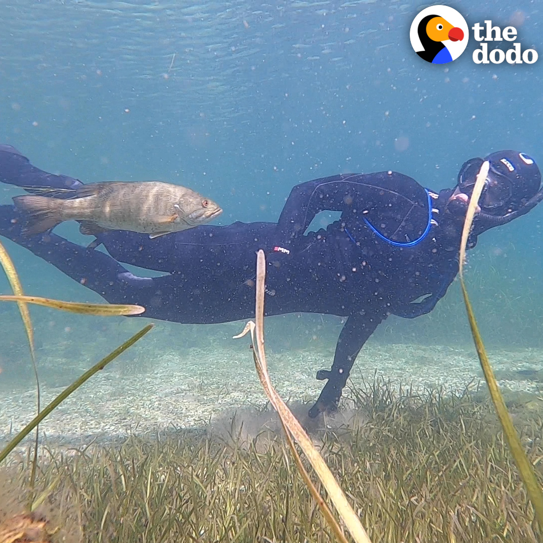 Curvy50plus on Twitter "RT dodo Fish follows diver all the way back