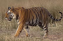 Nature and Animal Conservation — Global Issues - newsete.com/nature-and-ani… and Animal Conservation — Global Issues
 
Author and Page informationby Anup ShahThis page last updated Sunday, January 19, 2014This page: globalissues.org/article/177/na… print all information (e.g. expanded si...