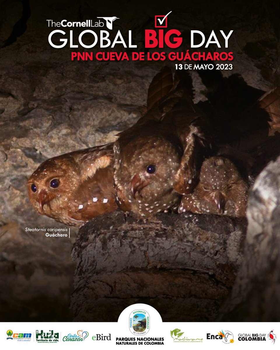 CAMHUILA's tweet photo. Nos estamos preparando para el #GlobalBigDay2023. Con distintas rutas a lo largo del departamento, nuestro equipo de profesionales, organizaciones ambientales y pajareros se unen al reto de generar el inventario más grande de aves del #Huila
#WorldMigratoryBirdDay
#TheCornellLab https://t.co/isdYrFIc88