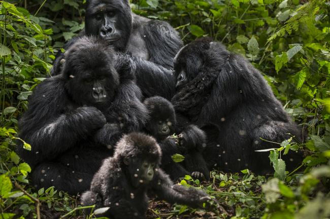 Elleri İçin Öldürülen Dağ Gorilleri

Afrika seyahatlerimde en etkilendiğim yerlerden biri Ruanda'da Gümüş Sırtlı Dağ Gorilleri ile tanışmak olmuştu. 
Sayıca oldukça az olan dağ gorilleri sıkı koruma altında. Özellikle erkek bireyler avlanıp elleri dekoratif eşya olarak satılıyor.