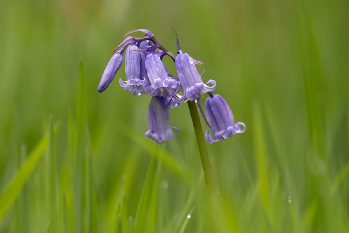 Mark Rowley tweet media