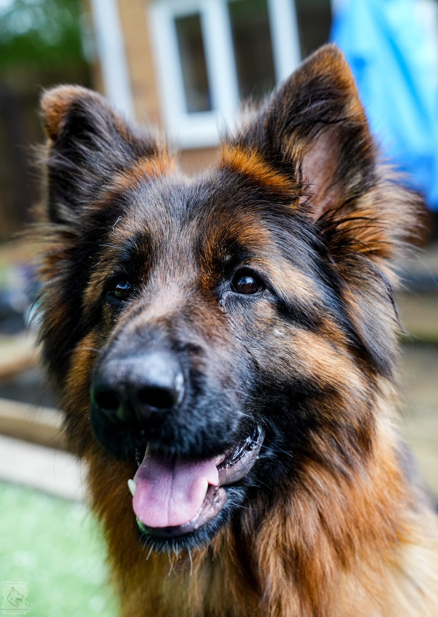 dramanagsds's tweet photo. Elloo from the gang hope you all have a great weekend #Coronation #GSD #GermanShepherdDogsofTwitter πΎβ€οΈπΎπ¬π§ππ€΄ππ¬π§ https://t.co/9lwKPsqoP5