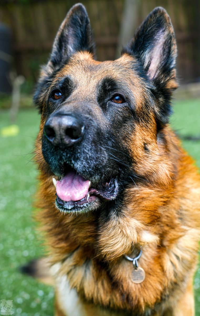 dramanagsds's tweet photo. Elloo from the gang hope you all have a great weekend #Coronation #GSD #GermanShepherdDogsofTwitter πΎβ€οΈπΎπ¬π§ππ€΄ππ¬π§ https://t.co/9lwKPsqoP5