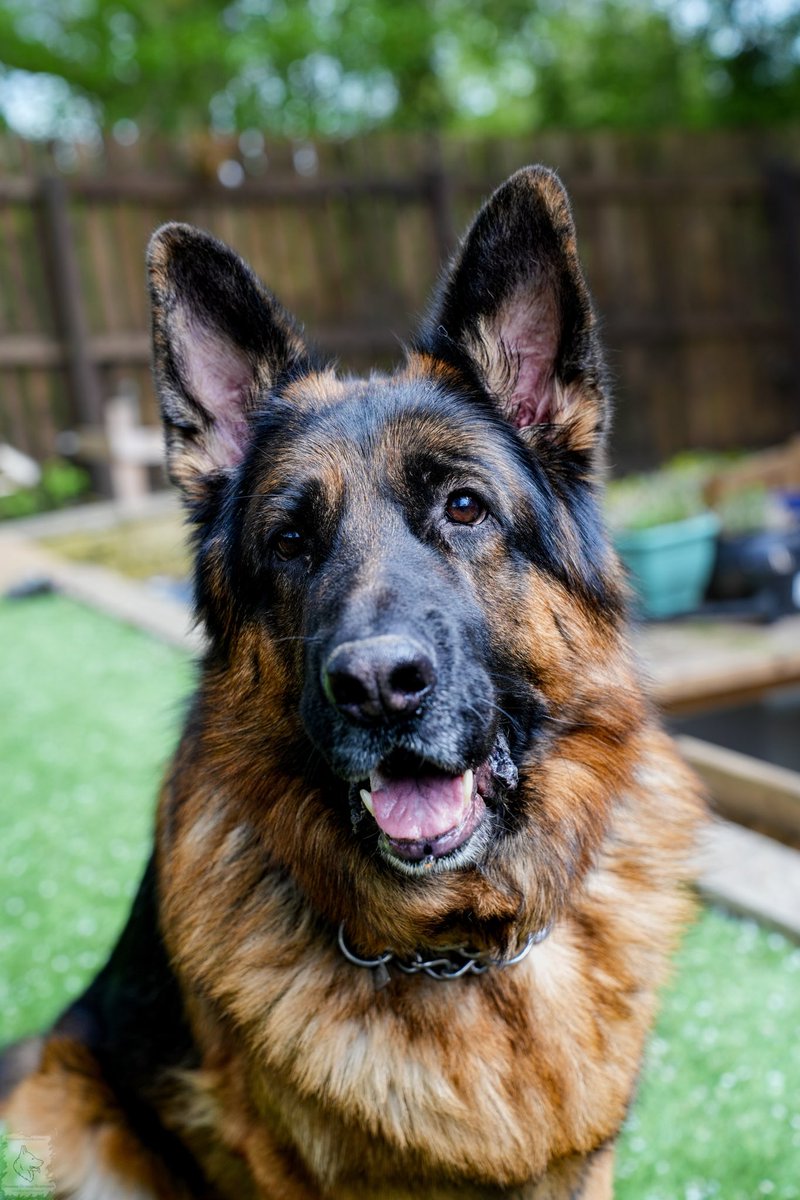 dramanagsds's tweet photo. Elloo from the gang hope you all have a great weekend #Coronation #GSD #GermanShepherdDogsofTwitter πΎβ€οΈπΎπ¬π§ππ€΄ππ¬π§ https://t.co/9lwKPsqoP5