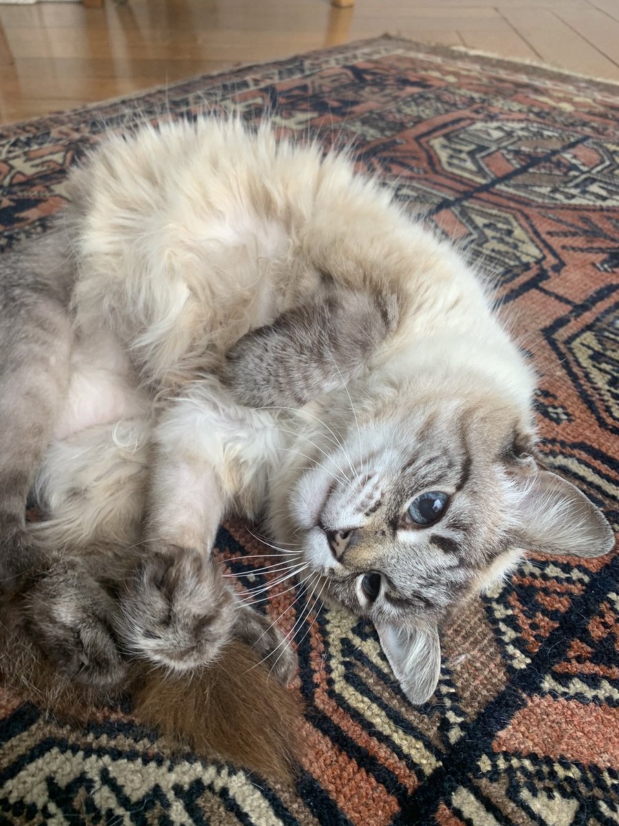 The Ultimate Pathetic Loserman Awards tweet media