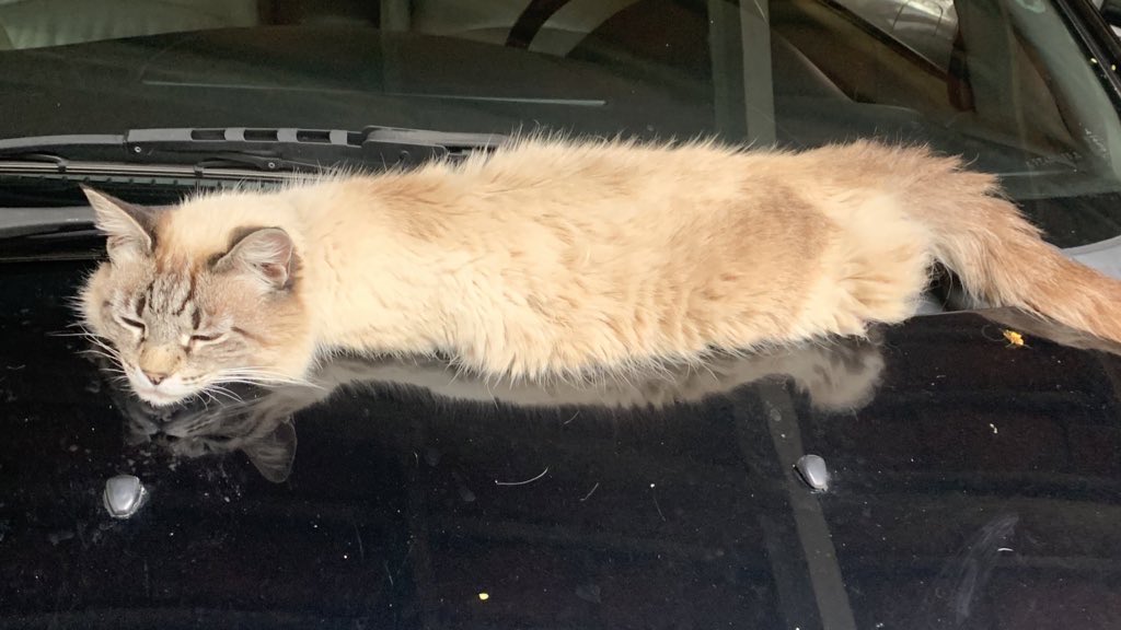 The Ultimate Pathetic Loserman Awards tweet media