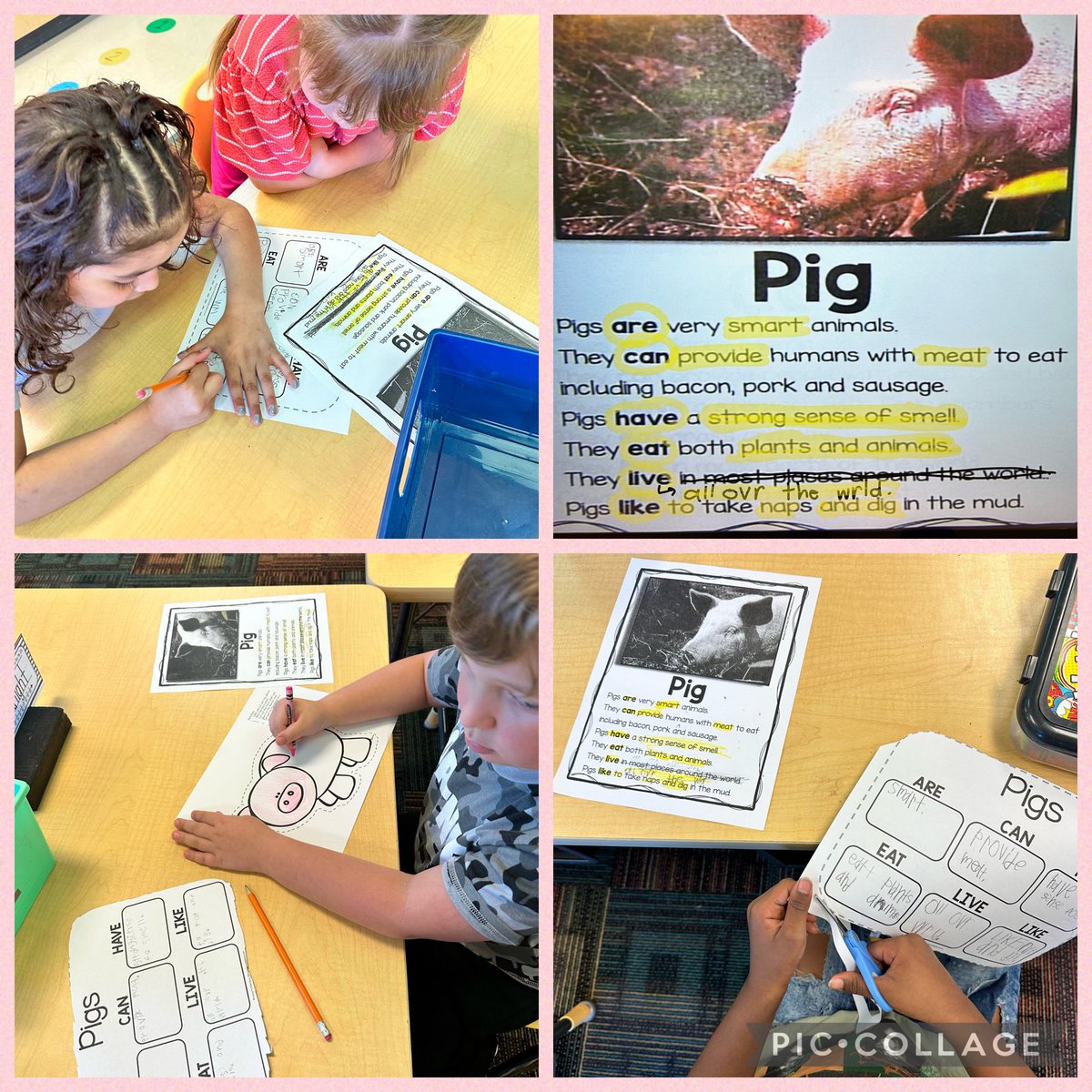 Learning how to look back in a passage to find important information! Kindergarten is researching farm animals to write our own nonfiction stories! Focus, collaboration, and application of new skills! #kindersCAN #OneLinden 🎉❤️🐷