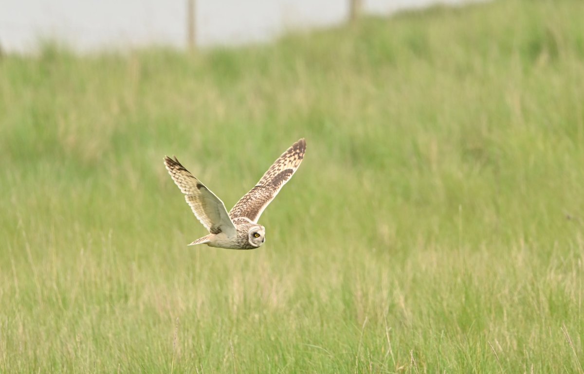 simond177's tweet photo. With this long weekend looking like a bit of a wash out where I am, I’m glad I made the most of the last one. Taken at Farlington Marshes and in the New Forest. https://t.co/9trCD0YEok