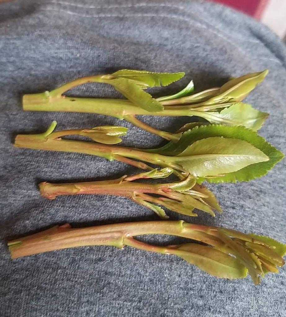 ارحبو رقم جوالك تعال