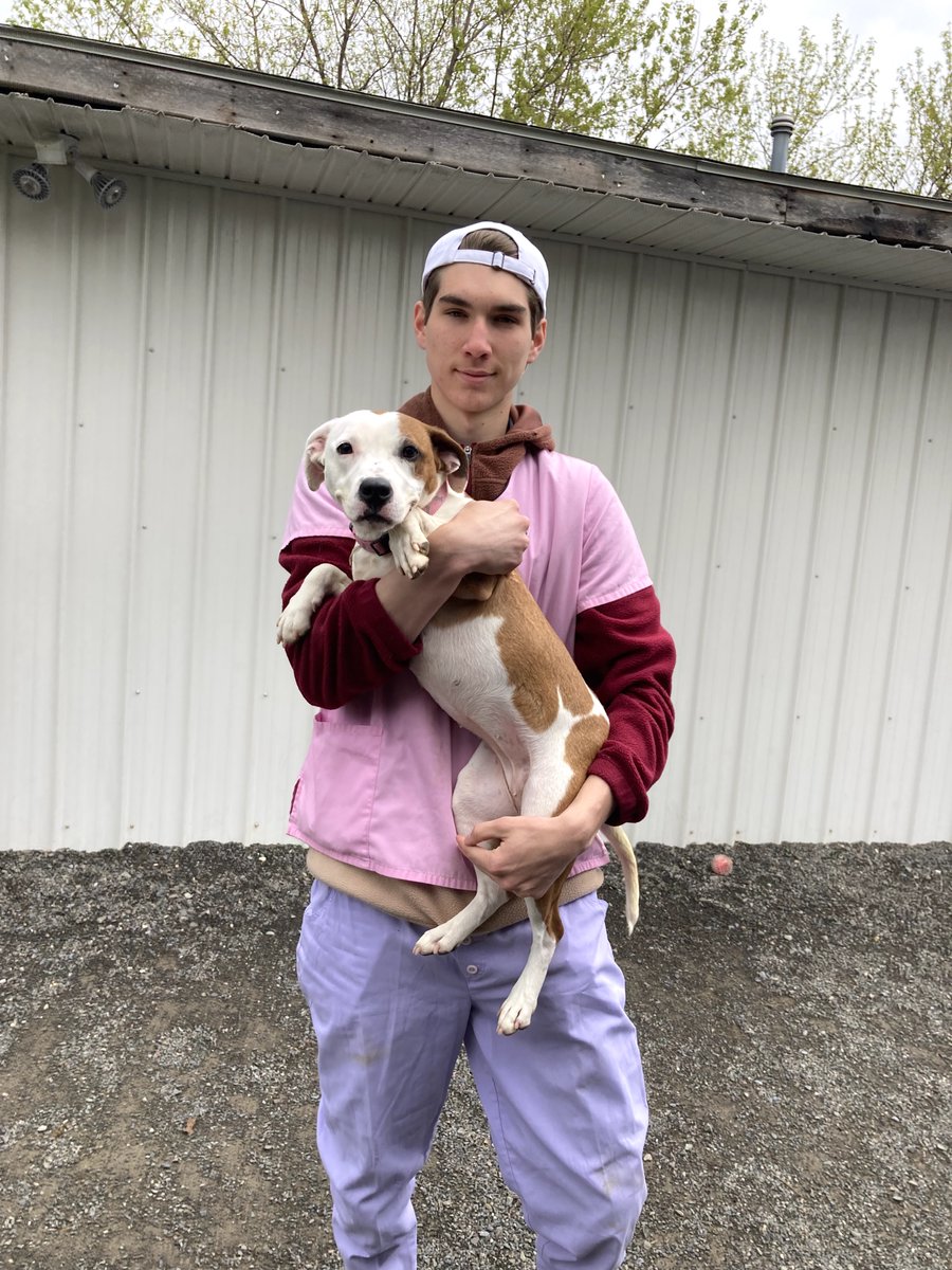 Our students have been engaging in obedience training with dogs at the Cortland SPCA!  All are available now and all would make amazing additions to families! You can also come meet your new canine companion at the “Clear the Shelter “ event Saturday, May 6th! 🐶