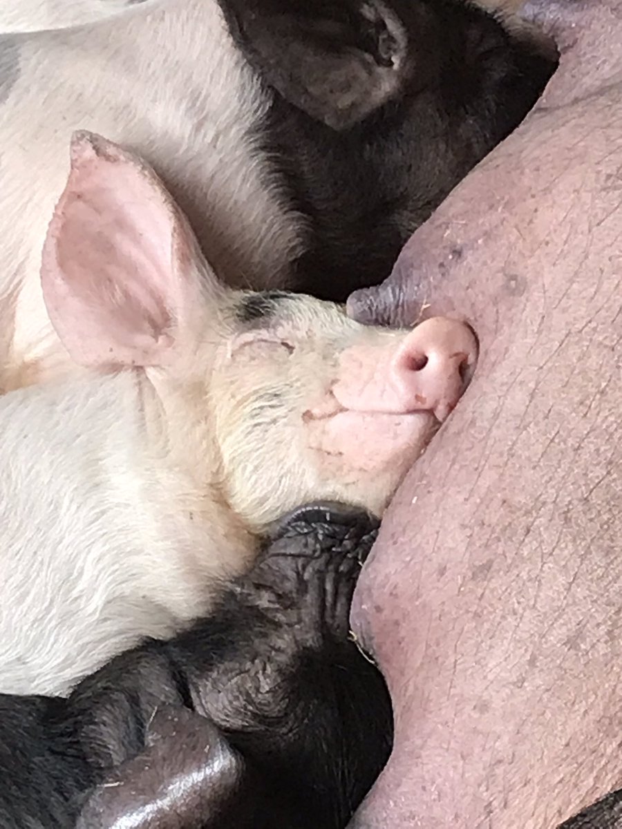 I had to check out how cute the #piglets are <a href="/broomhousefarm/">Broom House Farm</a> before I popped into the #cafe for #bacon sandwich &amp; #Coffee Why else would I #cycle