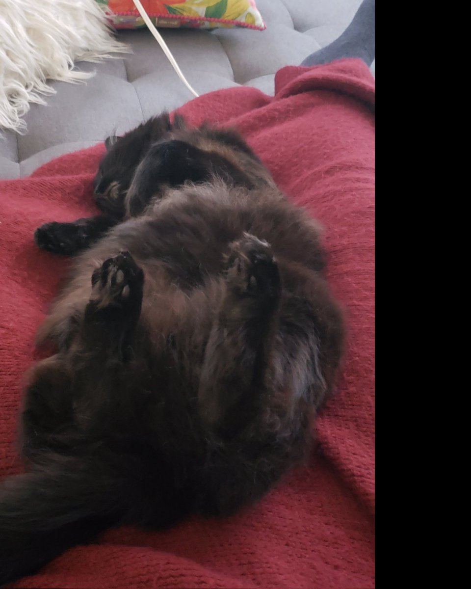 el_kr_ad's tweet photo. @KFFCats Love black cats!! This is my rescue, Rufus. https://t.co/3yPlIGCS0p