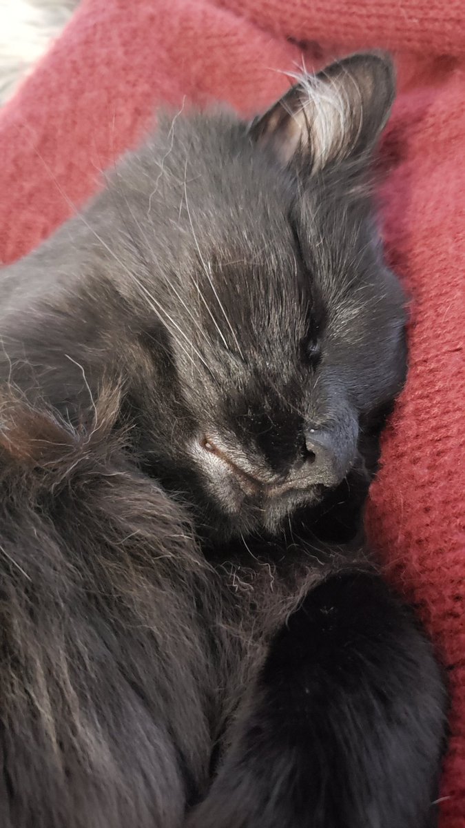 el_kr_ad's tweet photo. @KFFCats Love black cats!! This is my rescue, Rufus. https://t.co/3yPlIGCS0p