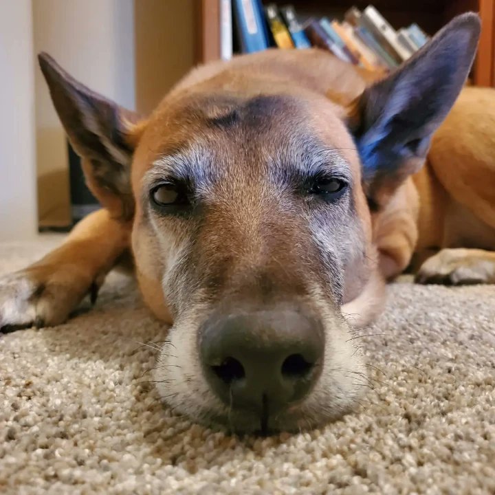 rsclkng's tweet photo. Hey y'all,  here's my little girl. She left us Monday. Let's celibrate her and all of the people she had a positive impact on. #pccpets https://t.co/9aR38rJJ1U