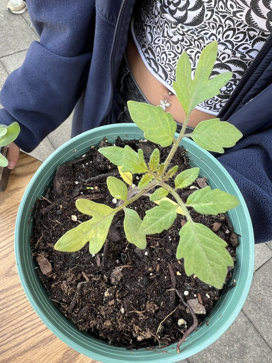 _Ms_Mason's tweet photo. Last chance for the plant sale today right after school at the greenhouse patio! Tomatoes, peas, beans, nasturtiums, zinnia, marigolds and lots of native plants. See list here: https://t.co/oixgUFRybc https://t.co/vObIBfKLxA