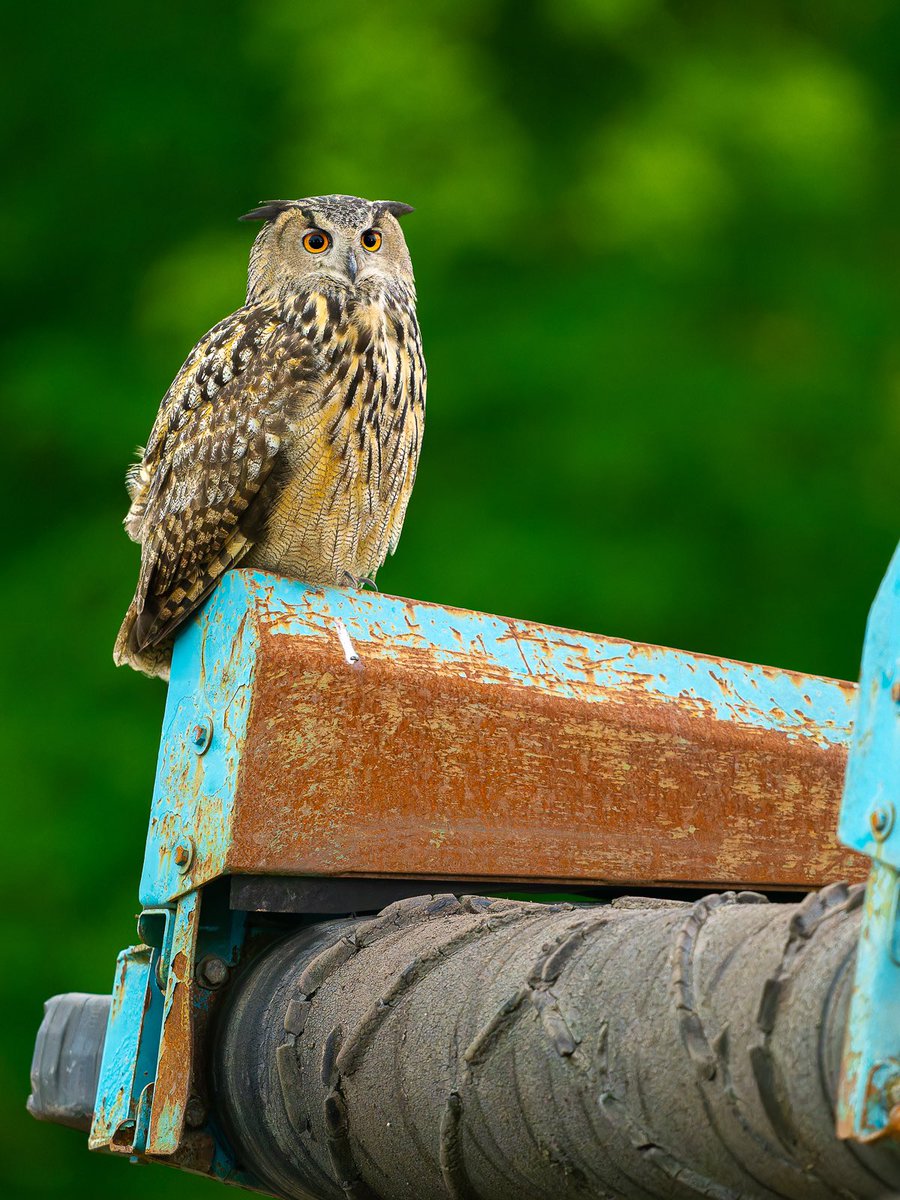 Flaco, the Central Park Eurasian eagle-owl, perched on the conveyer belt of a large soil screening machine. I believe the Conservancy is using this machine to recycle soil materials for use in the Park.

#birds #birdwatching #nature #birdcpp