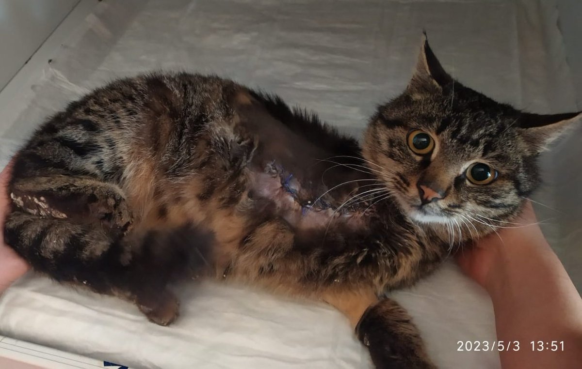 Bu güzel bebeği bulan kişiler tedaviden sonra alacak yerimiz yok bulduğumuz yere bırakırız demiş. Hekim de bana yazdı size de sormak istedim ona göre alıp bırakacaklar dedi😪 Hem tekir hem de 3 patili biliyorum şansı çok az. Ama belki birilerinin kalbine dokunur. Yuva arıyoruz.