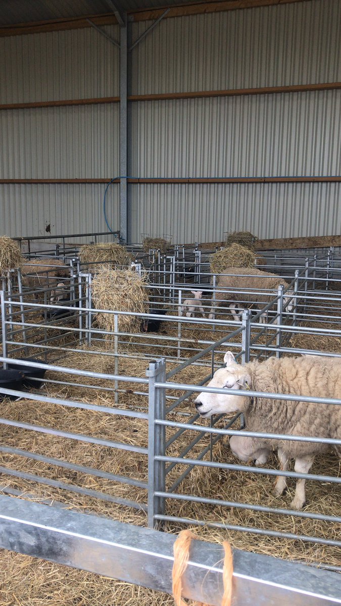 ameliaeoates's tweet photo. I had the best day filming in Bakewell &amp; Grindleford with @olly_woolley03 and Hannah Auld @takethewheelmag speaking to farmers about the dangers of Sheep Worrying for our TV news package #journalism #sheffnews #bulletin 🐑🎥 https://t.co/NFDG8CnzWh