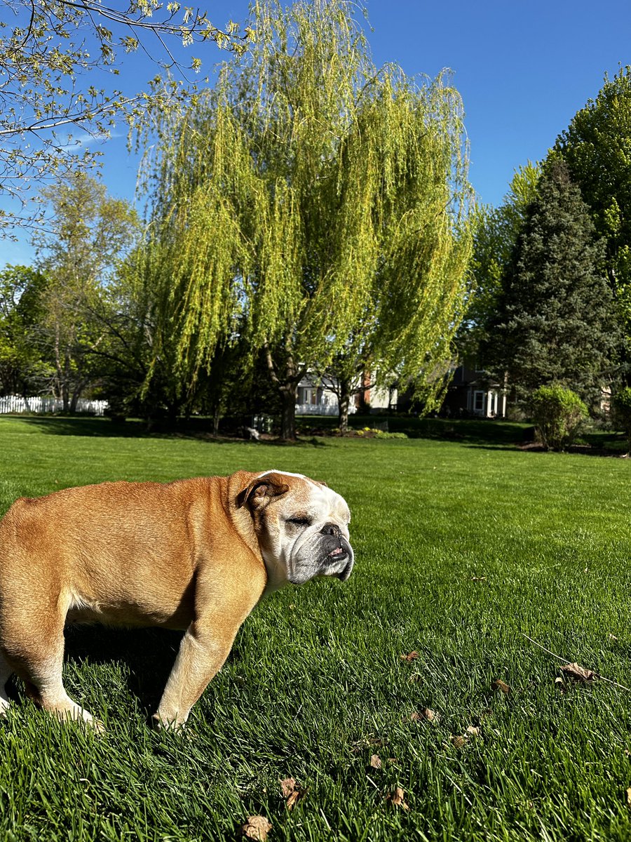 Spring Bulldog weather 💚