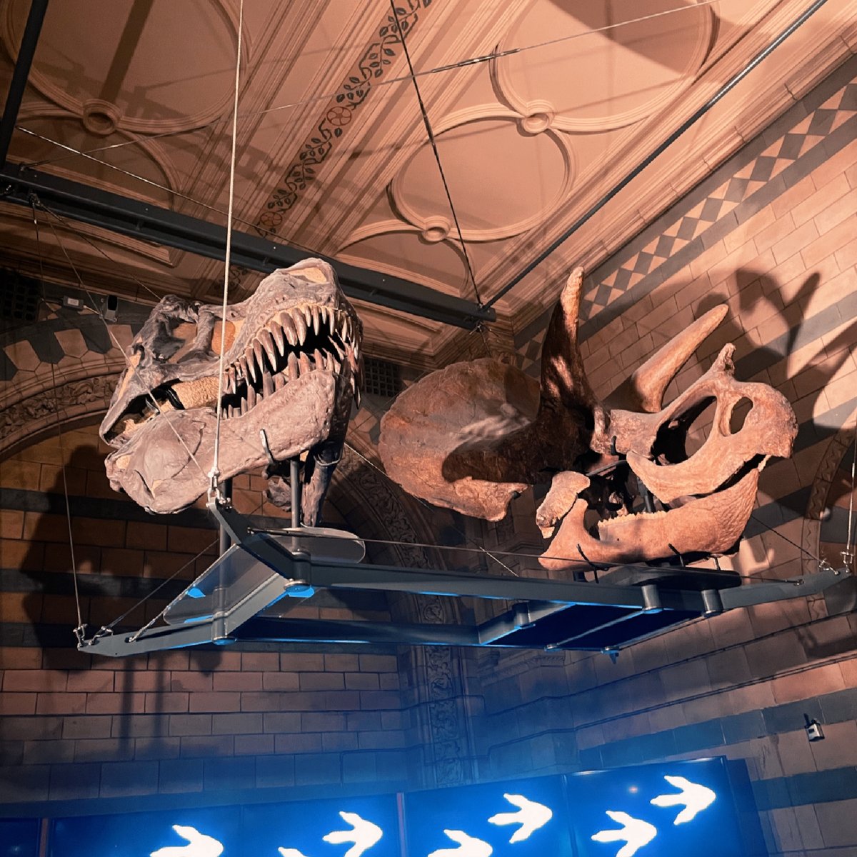 qiqiTwitte's tweet photo. Every time I arrive at the Natural History Museum, I am overwhelmed by the sadness of seeing these fossils on display for all to see, and I feel a different feeling every time I am here. https://t.co/IGYdIsjenk