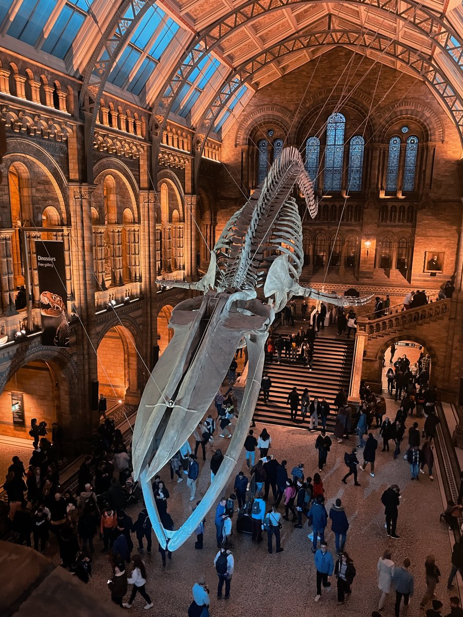 qiqiTwitte's tweet photo. Every time I arrive at the Natural History Museum, I am overwhelmed by the sadness of seeing these fossils on display for all to see, and I feel a different feeling every time I am here. https://t.co/IGYdIsjenk