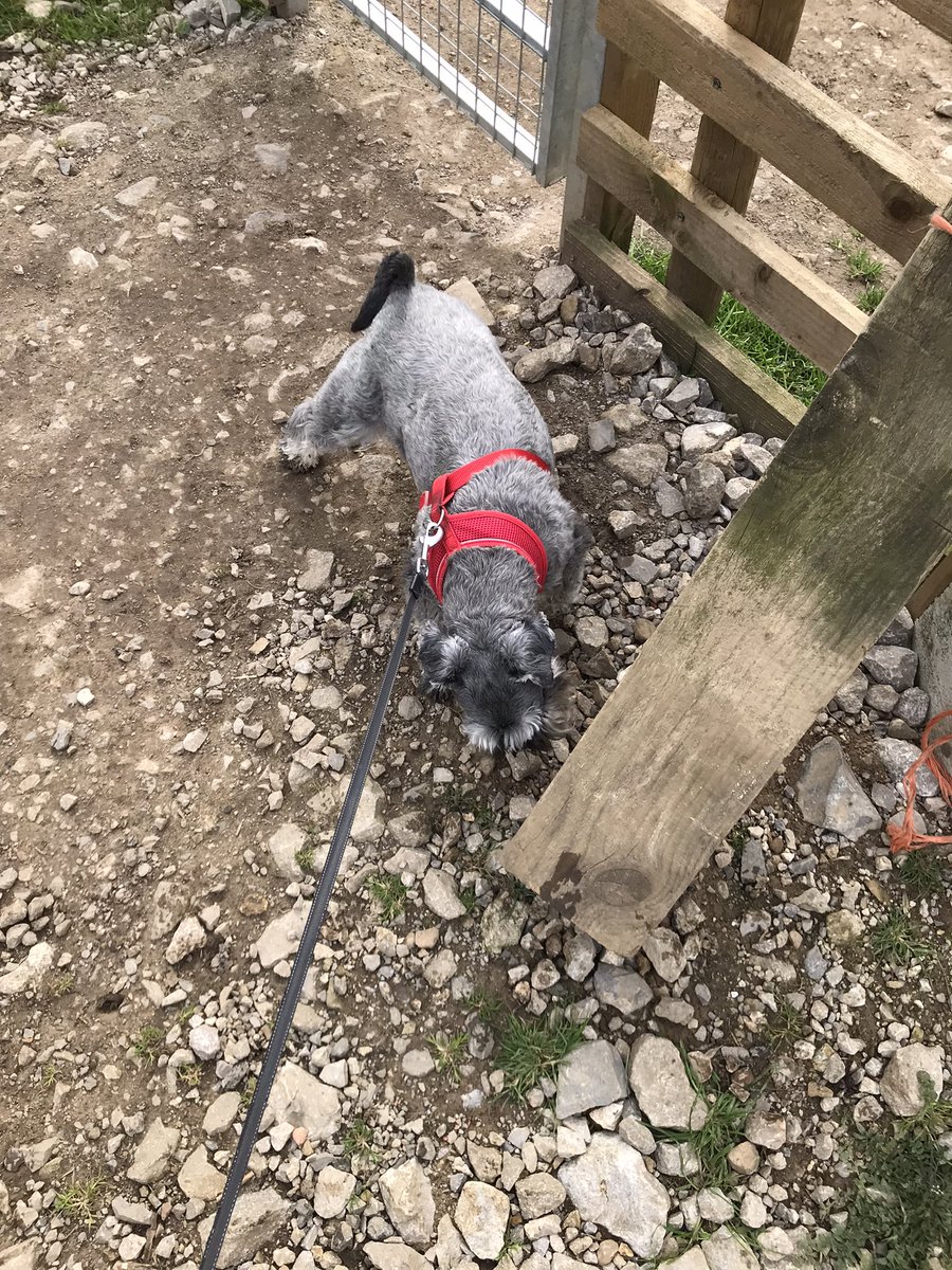 Huge thanks to <a href="/Lucehainsworth/">Lucy Hainsworth</a> for letting us visit your neck of the woods and meet Jenson (the dog) and Nigel (the sheep) who tried (but failed!) to nibble the camera equipment 🥰🐶🐑 #peakdistrict #farmers #Livestock #tv