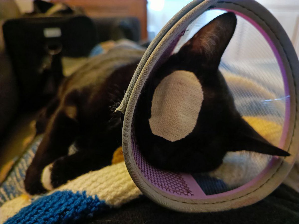 SavePoune's tweet image. L’opération s’est très bien passée et Poune a repris son activité favorite : le câlin-sieste 😸