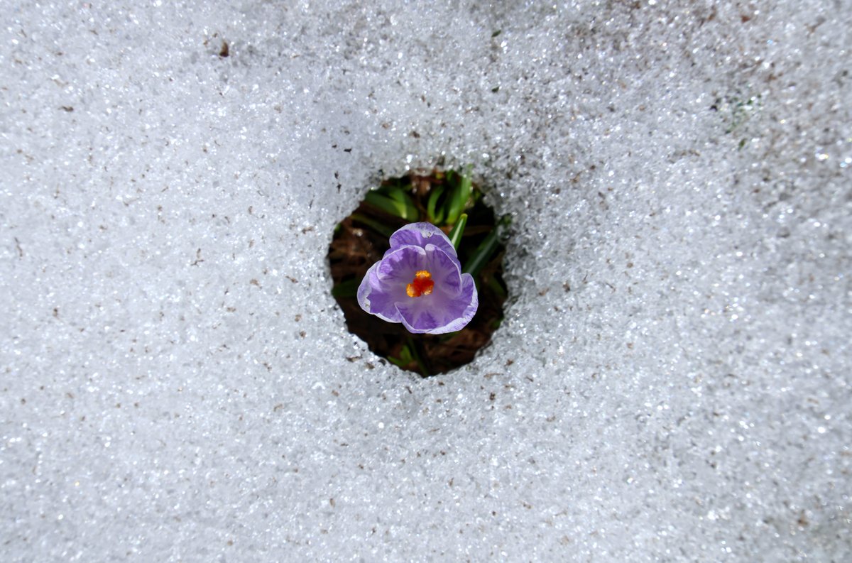 SonyAlphaRumors's tweet photo. The incredible force of a single flower
Shot today at 1850mt altitude on the Brenta Dolomites
#SonyA7rV and #Tamron 28-200mm FE
-
#sony #sonyalpha #dolomites #dolomiti #dolomiten #flower #brenta #spormaggiore https://t.co/DaPvVJfRSM