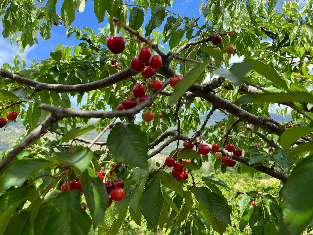 vallejerte_tur's tweet photo. RT @PICOTADELJERTE: El Valle del Jerte comienza a teñirse de rojo...
En pocos días tendremos las primeras cerezas con sello de calidad DOP Cereza del Jerte

#cerecera #ValledelJerte #cerezas #fruta #Cáceres #Extremadura https://t.co/3pd6u32u7I