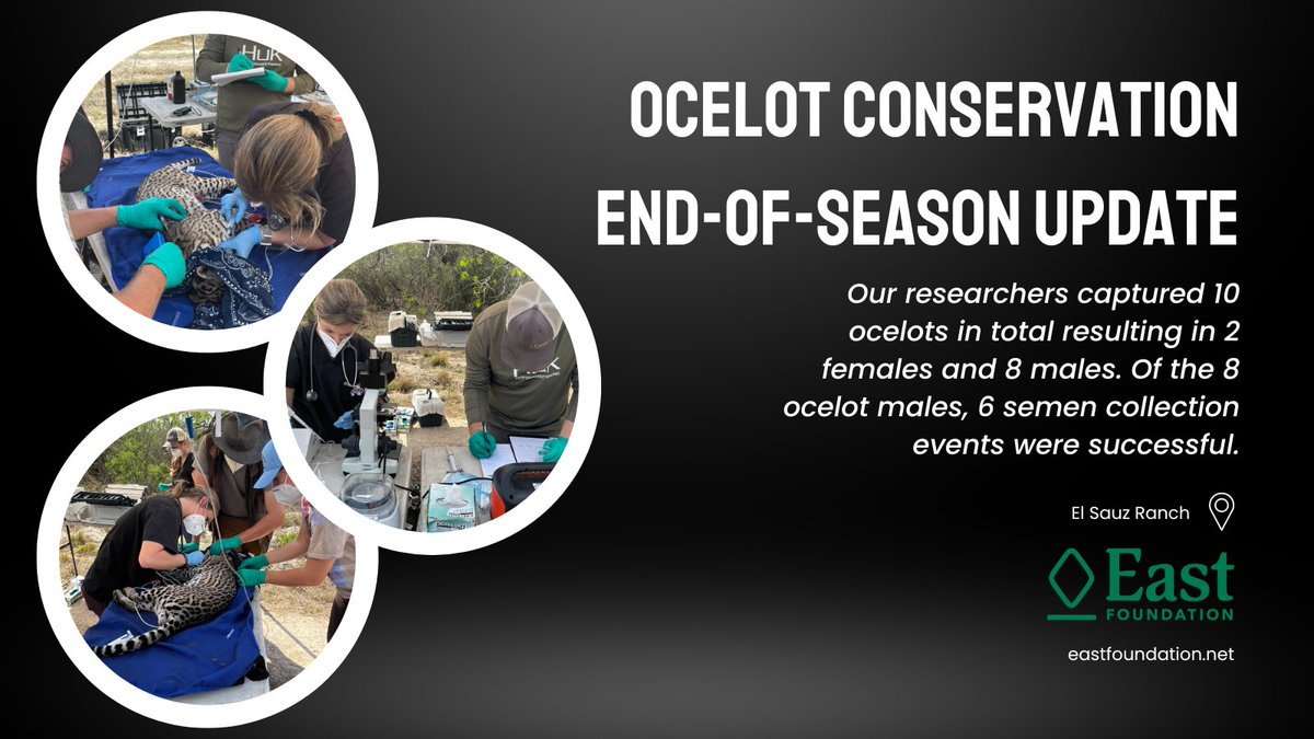 East_Foundation's tweet photo. Check out our updates on the sleek and agile #ocelot, an endangered wildcat found on our El Sauz ranch. Learn all about our conservation efforts for this unique creature here.

https://t.co/BF6ZWSPmZ6 
#EastFoundation #Conservation https://t.co/t8HoNLlVvd