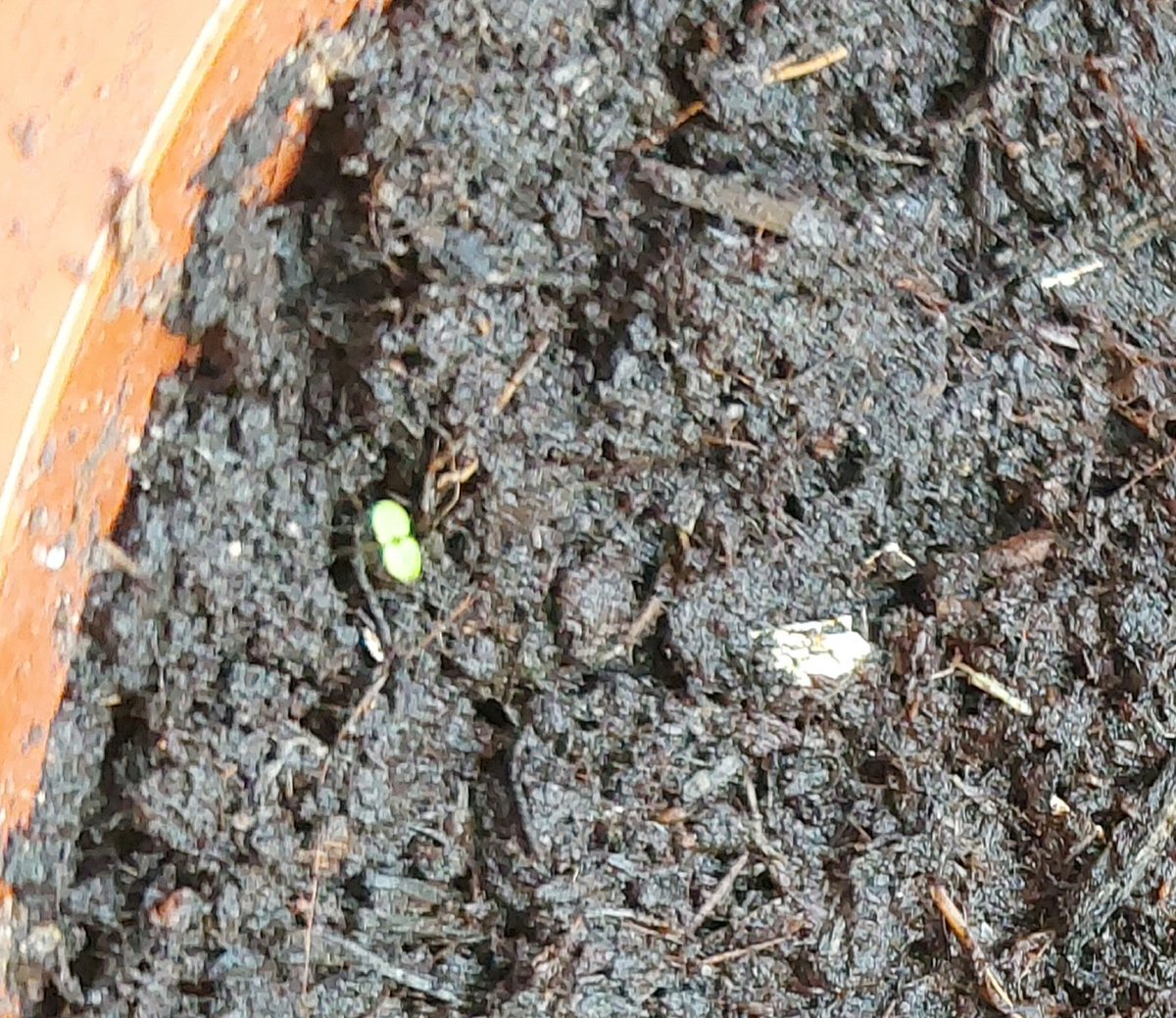 FearOfTheDuck74's tweet photo. Day 5 of planting cayenne chilli 🌶 seeds and little shoots are sprouting in a few places 🥰🥹🥹🥹🥹 I'm so excited. This has made my day. ❤️🔥❤️🔥❤️🔥🙏🏽❣️
#seeds #chilliseeds #plants #HomeGrown #firsttime #growyourown #cayennepepper #chillies https://t.co/AsiDYRWiR3
