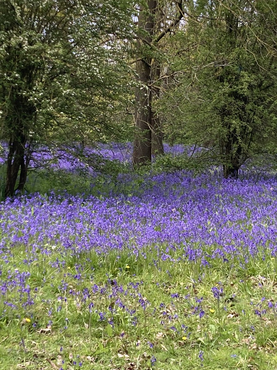 midlife_runner's tweet photo. @Restoreholistic Saw these beauties near the Marriott yesterday lunchtime https://t.co/C7iUxYUWjD