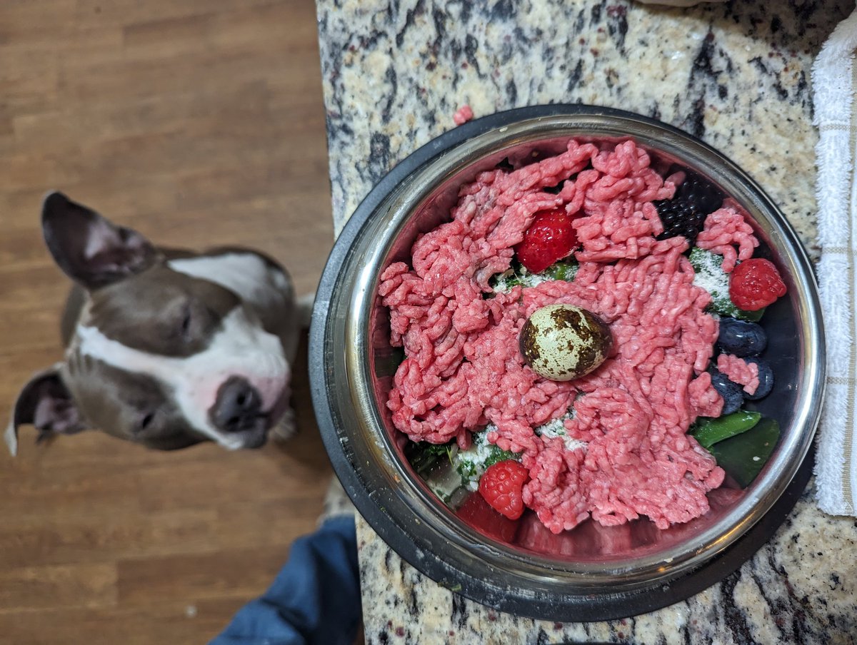 PawtyExpress's tweet image. Breakfast is ready @SonestaHotels Today our #ShowdogChef has prepared a nice dish of pureed vegetables, brown rice, blueberries, raspberries and raw beef topped with a fresh quail egg. @TicklesAnd
#cookingfordogs #rawfed #holistic #homemade #PAWSonesta #americanstaffordshire