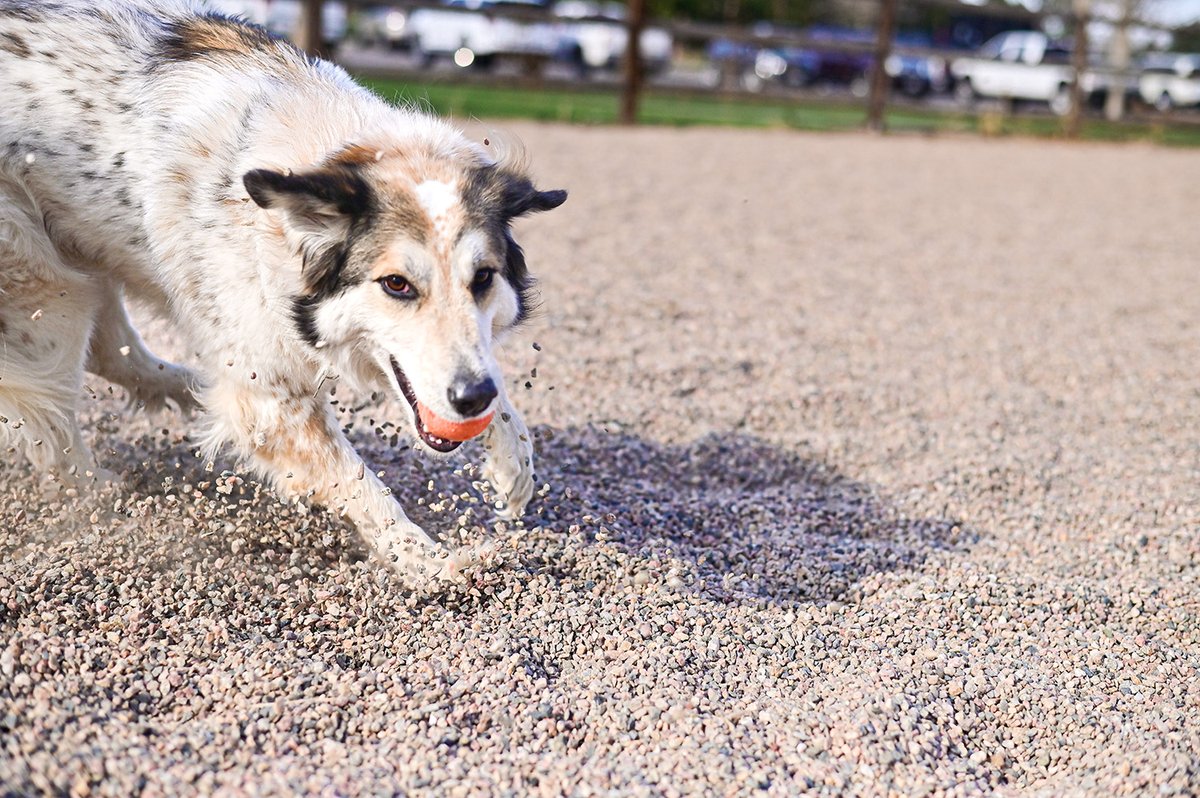 L&amp;C: Looking into getting a dog? Here's what you should consider when deciding whether you're ready to be a pet parent or not. 
collegian.com/articles/landc… 

<a href="/ivysecrest/">Ivy Secrest</a>