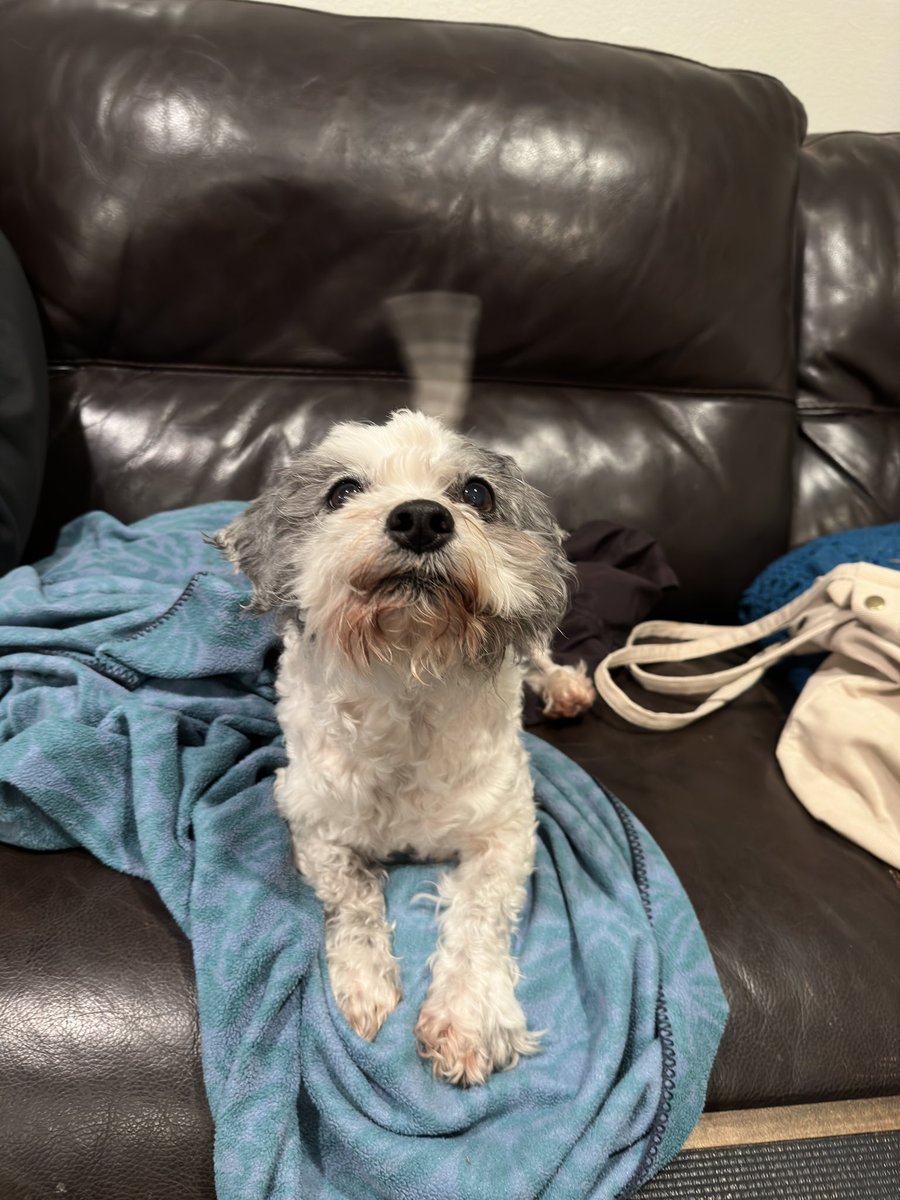 I am happy to see you! #dogsoftwitter