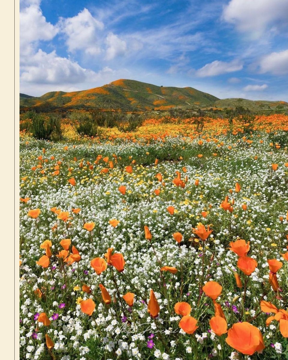 therealalchemy's tweet photo. Due to a wet season, California is experiencing a rare wildflower "super bloom" resulting in an abundance of floral colour across the hillsides and valleys. 🌼

California poppies have turned the hills into seas of orange, as if painted by brush strokes. https://t.co/R0epOET7v2