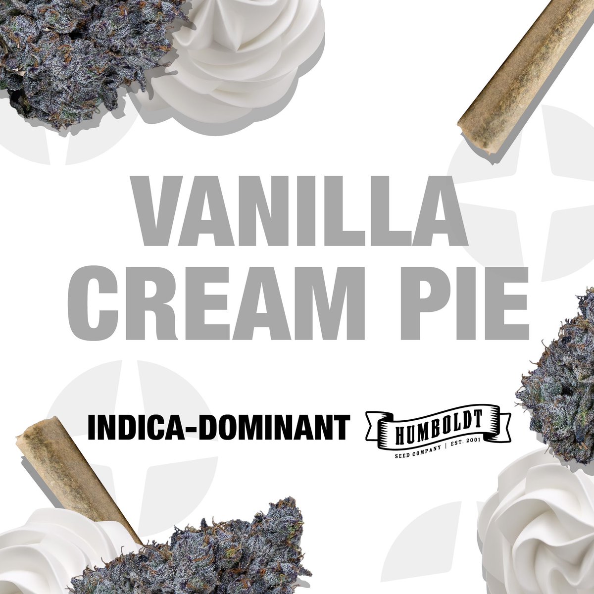 SolarCannabisCo's tweet photo. New Drop Alert! 🚨OG Kush enthusiasts rejoice – a new iteration has arrived, and its name is Vanilla Cream Pie. A cross between Emerald Fire and Ghost of von Humboldt OG, a reference to Alexander Von Humboldt – the naturalist for which Humboldt County was named after. https://t.co/OyAN5JqRaI