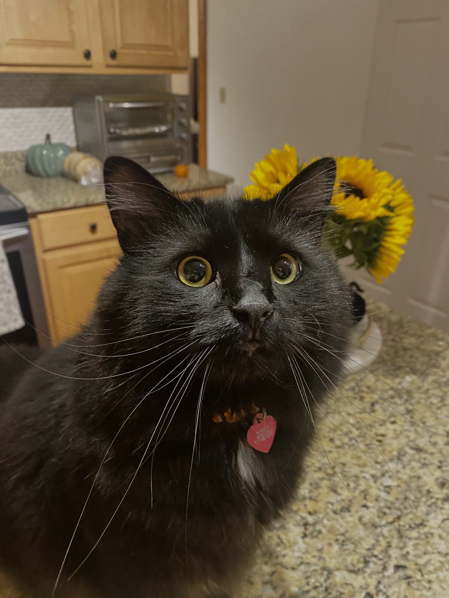 Happy belated Star Wars day and 3rd birthday to Chewie 😻💫