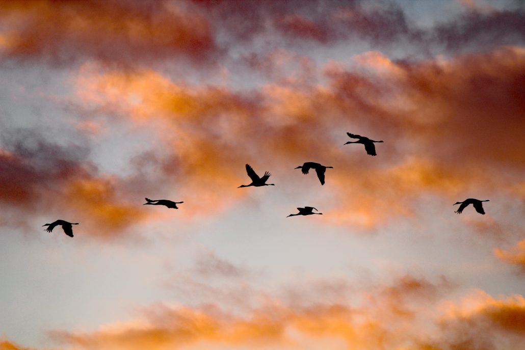 TNWildlifeFed's tweet photo. Twice a year, hundreds of species of birds migrate through Tennessee along the Mississippi and Atlantic flyways. While only temporary residents, these species are really important parts of Tennessee's diverse ecosystems. #WMBD23
📷Richard Simms https://t.co/5JxSd2dkez