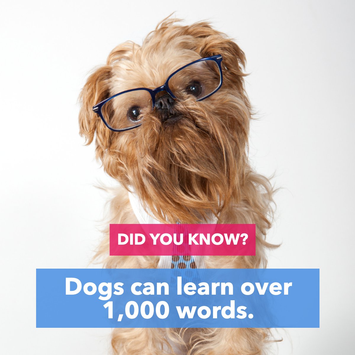 Man's best friend is very smart 🐶🐕

#dogsarelife     #lovedogs🐶     #bestdogs     #dogloversclub
#realestate #realtor #southcarolina #homebuyer #land #homeowner #homeimprovement #lakemarion #summerville #lakemoultrie #sc #palmettostate #realestateagent