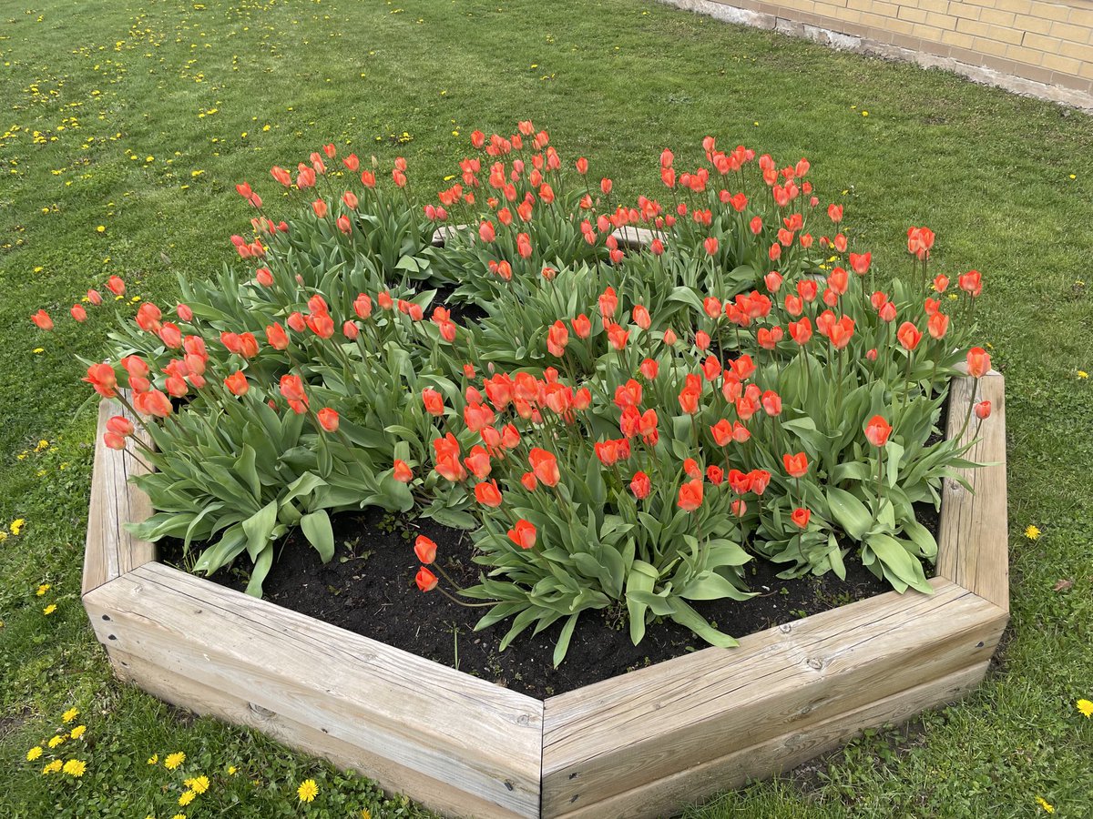 HTCSSPVNC's tweet photo. A sure sign of Spring…. Our Liberation Tulips gifted to us by the Kingdom of the Netherlands are in bloom. https://t.co/gnVZwboTnT