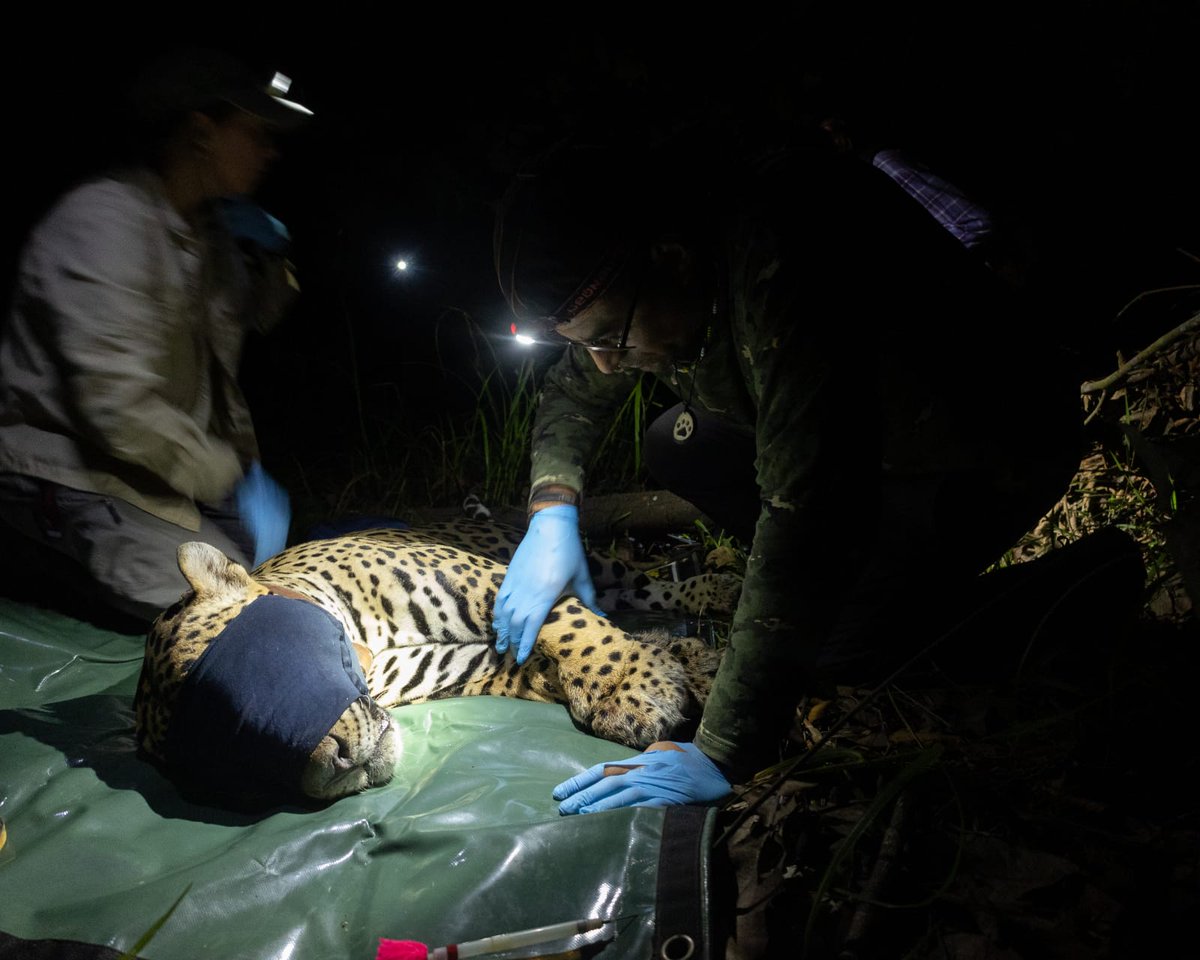 Biomuseo on Twitter "RT yaguarapanama Él es "Imama" el primer jaguar
