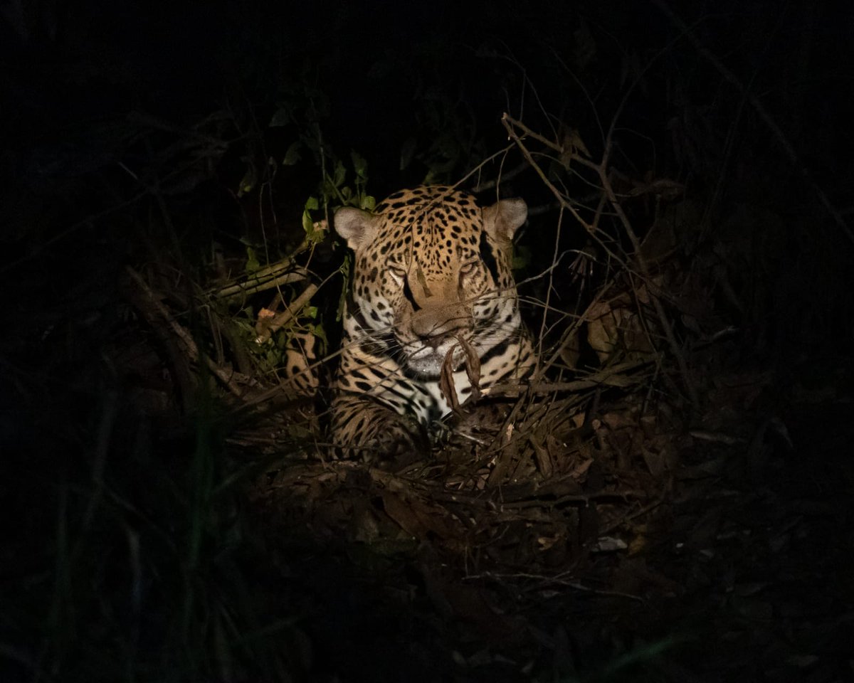 Biomuseo on Twitter "RT yaguarapanama Él es "Imama" el primer jaguar