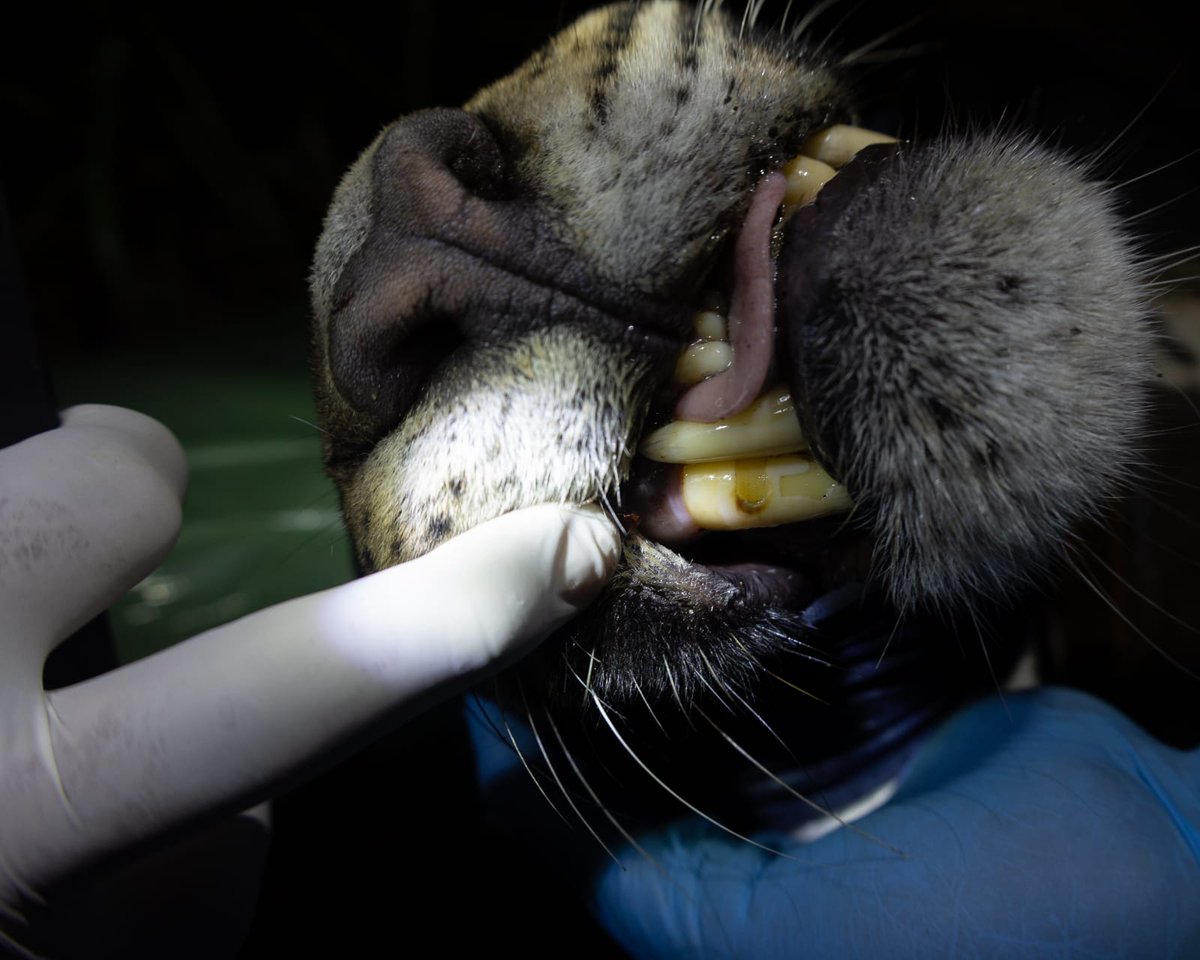 Biomuseo on Twitter "RT yaguarapanama Él es "Imama" el primer jaguar