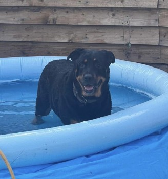 millypod1's tweet photo. *SIGHTED* 4th May.
Beau has been spotted around Rookwood Lane, Preston St. Mary

🆘22 APR 2023 #STILLMISSING #STOLEN?? #Lost BEAU #ScanMe  Rottweiler Female (Spayed) Churchill Close #Lawshall #Suffolk #IP29  (Last seen in Cockfield/Lavenham area) https://t.co/O3l4QRfBpw https://t.co/2d8ThkySKU