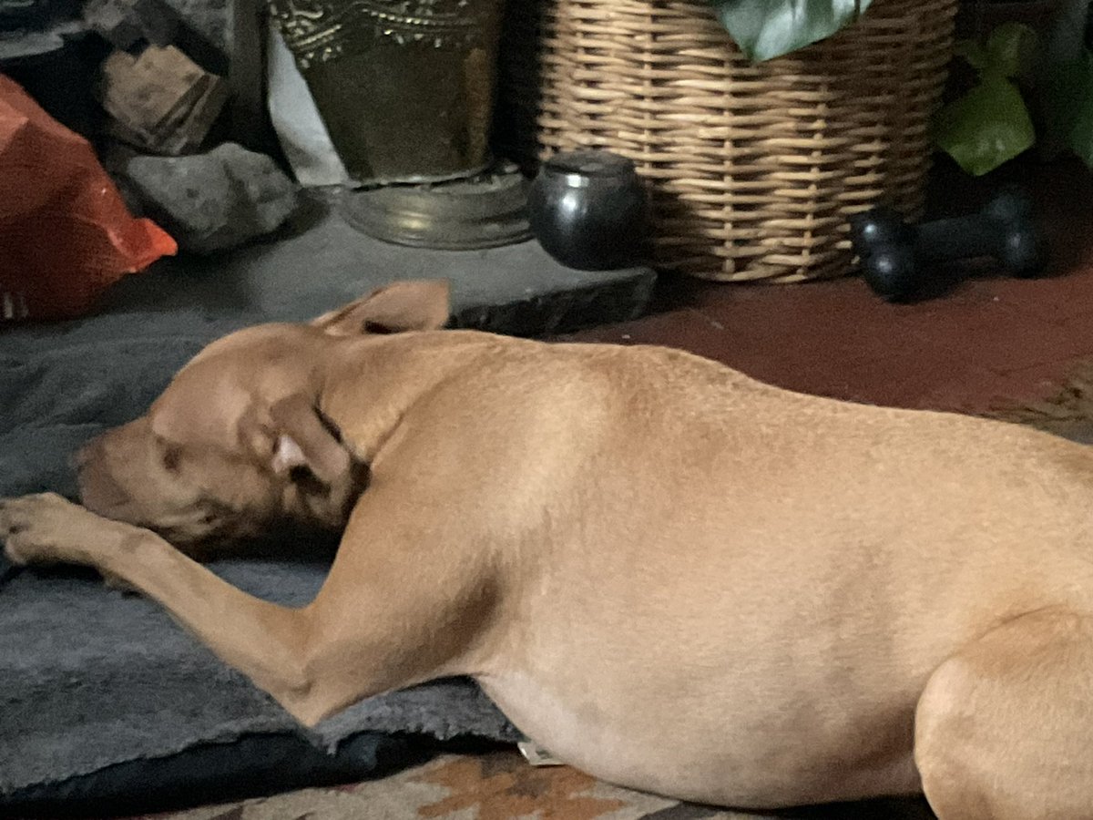 wierdiebeardie's tweet photo. @markbgs #torydog Ifor has been sulking and in a mood all day, whilst we have just been laughing at him and taunting him with the utter collapse of the #mudering #corrupt #tory vote #election2023 https://t.co/WTV0FgTPLr