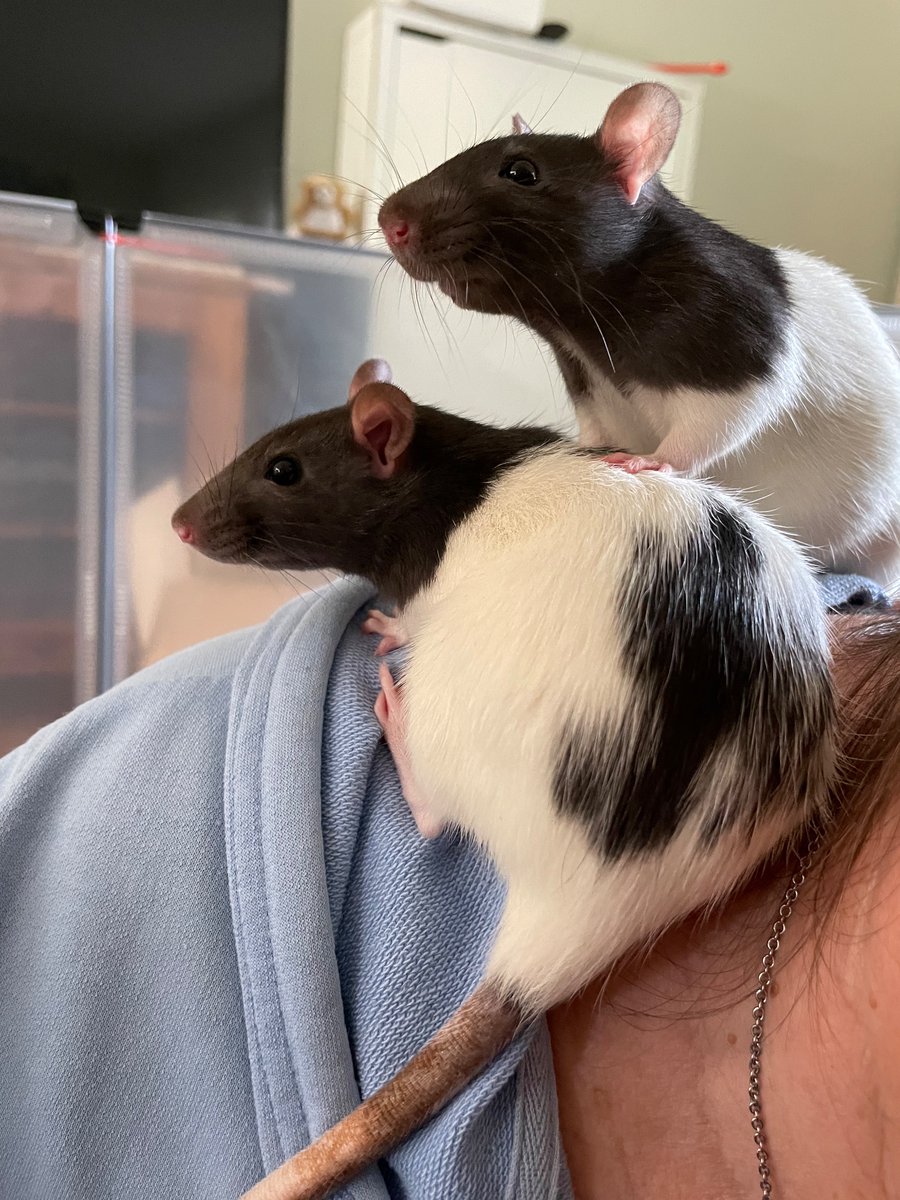 Rattie Ratz ADOPTION EVENT this Sunday at the Pet Food Express in Walnut Creek. Adoptable rats will be there! Details at rattieratz.com