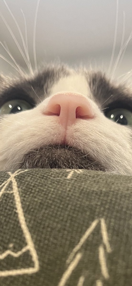 Em 🌿 (@emmy_mcmic) on Twitter photo 